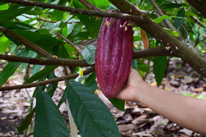 El campo experimental de cacao Rosario Izapa de Cacahoatán, Chiapas, ha desarrollado el fruto nombrado como "regalo de Dios", variedad creada a partir del cruzamiento de variedades a fin de garantizar resistencia ante las enfermedades del fruto.