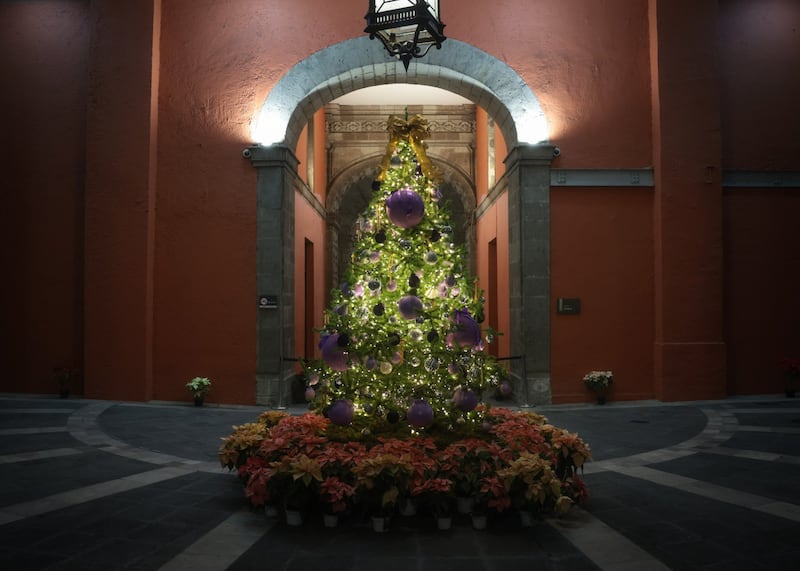 arbol-palacio-nacional